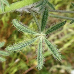 Lupinus sparsiflorus