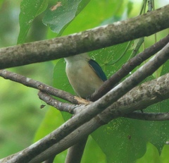 Todiramphus recurvirostris