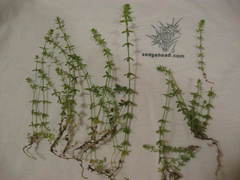 Cruciata pedemontana