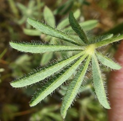 Lupinus sparsiflorus