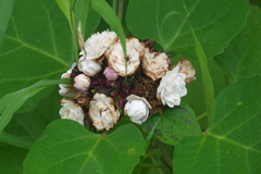 Clerodendrum chinense