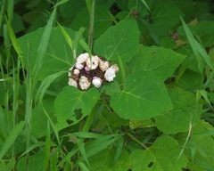 Clerodendrum chinense