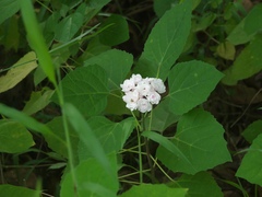 Clerodendrum chinense