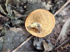 Gymnopilus liquiritiae