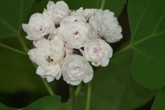 Clerodendrum chinense