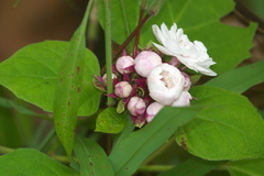 Clerodendrum chinense