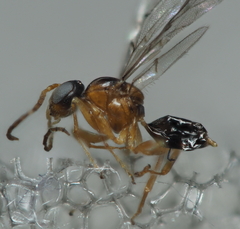 Neuroterus quercicola