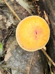 Gymnopilus liquiritiae