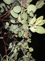 Arctostaphylos pringlei drupacea