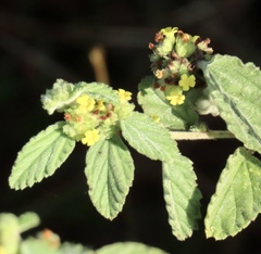 Waltheria indica