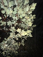Arctostaphylos pringlei drupacea