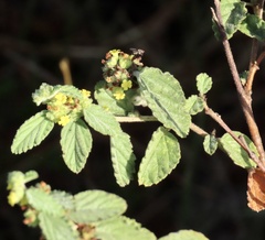 Waltheria indica