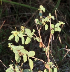 Waltheria indica