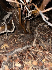 Arctostaphylos pringlei drupacea