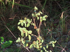 Waltheria indica