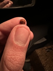 Arctostaphylos pringlei drupacea