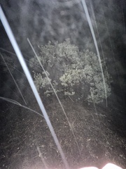 Arctostaphylos pringlei drupacea