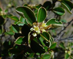 Stenanthemum petraeum