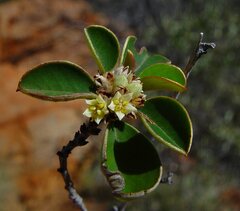 Stenanthemum petraeum