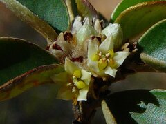 Stenanthemum petraeum