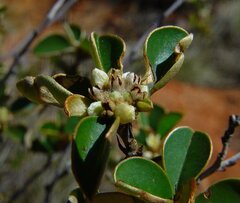 Stenanthemum petraeum