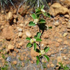 Stenanthemum petraeum