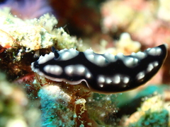 Phyllidiella