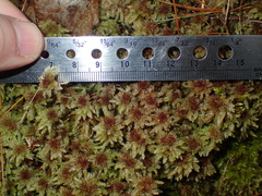 Sphagnum