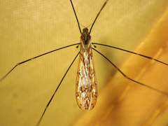 Discobola tessellata