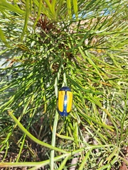 Temognatha suturalis