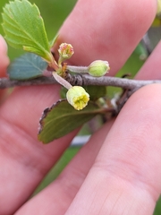 Cercocarpus minutiflorus