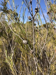 Melaleuca uncinata