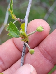 Cercocarpus minutiflorus