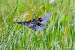 Agelaius phoeniceus californicus