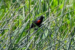 Agelaius phoeniceus californicus