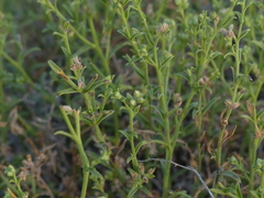 Echiochilon pauciflorum