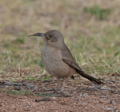 Toxostoma bendirei