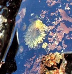 Anthopleura elegantissima