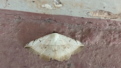 Entomogramma mediocris