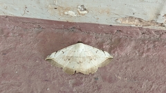 Entomogramma mediocris