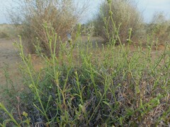 Echiochilon pauciflorum