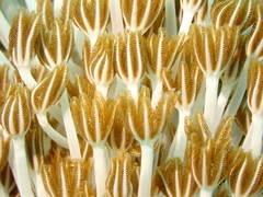 Clavularia