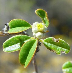 Stenanthemum complicatum