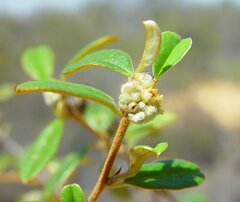 Stenanthemum complicatum