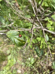 Coelophora biplagiata