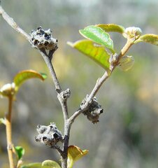 Stenanthemum complicatum