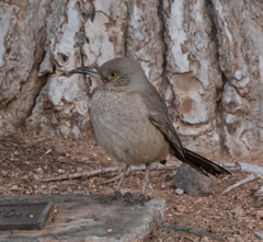 Toxostoma bendirei