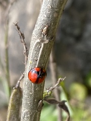 Coelophora biplagiata