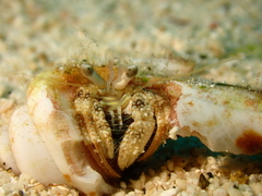 Dardanus woodmasoni