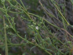 Echiochilon pauciflorum